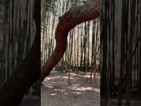 This is the most BEAUTIFUL park in Sandy Springs, Georgia 😍 video thumbnail